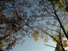 greenery